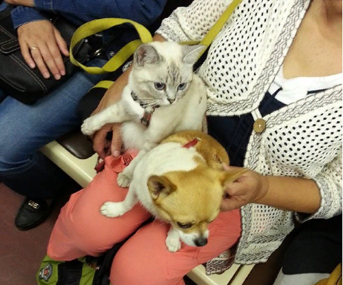 Как провозить животных в метрополитене?